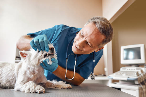 Best 24-Hour Emergency Dentist in Decatur, IL